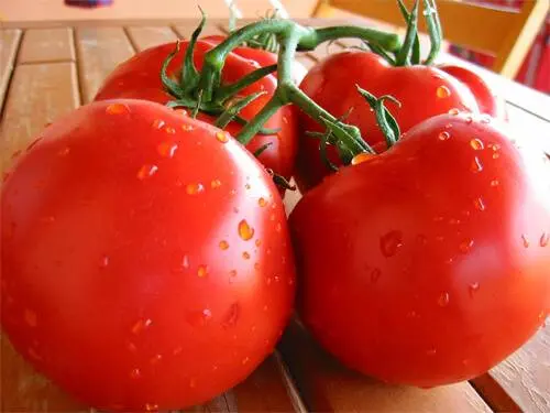 Dutch varieties of tomatoes for open ground