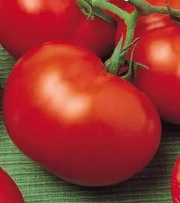 Dutch varieties of tomatoes for open ground