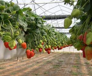 Dutch way of growing strawberries