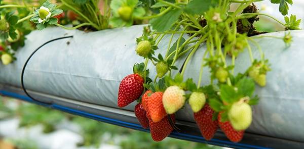 Dutch way of growing strawberries