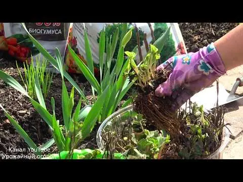 Dutch way of growing strawberries