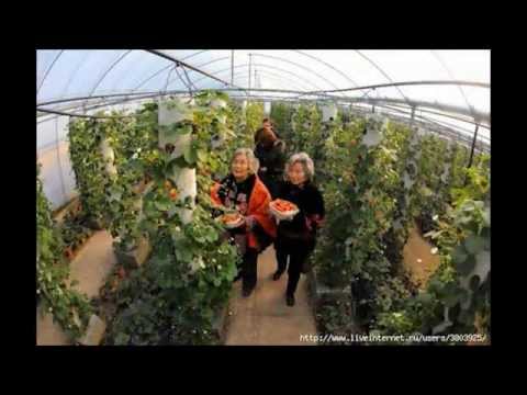 Dutch way of growing strawberries