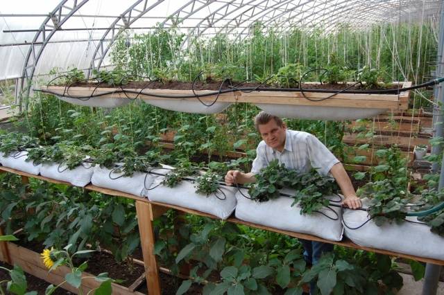 Dutch way of growing strawberries