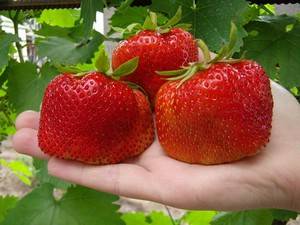 Dutch way of growing strawberries