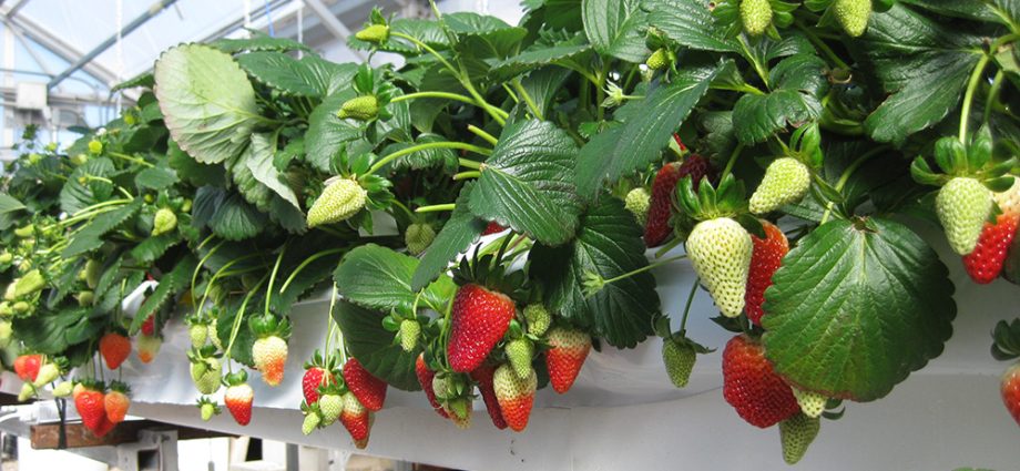 Dutch way of growing strawberries