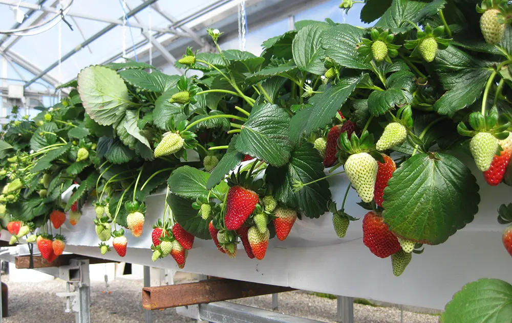 Dutch way of growing strawberries