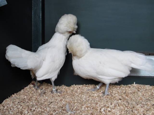 Dutch white-crested chickens