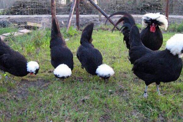 Dutch white-crested chickens