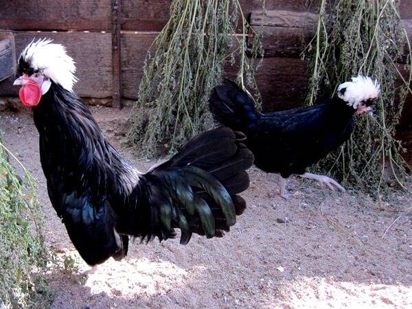 Dutch white-crested chickens