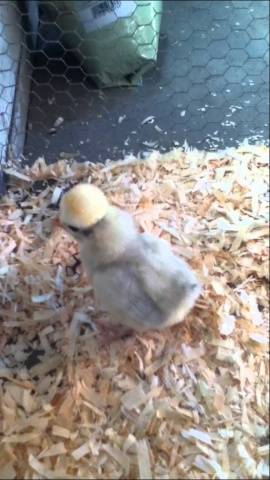 Dutch white-crested chickens