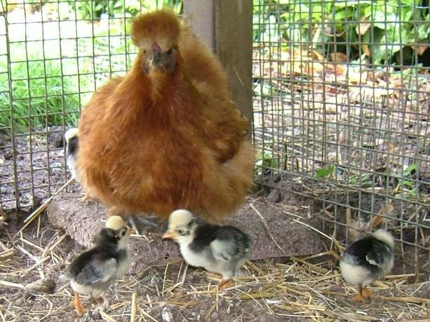 Dutch white-crested chickens