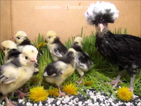 Dutch white-crested chickens