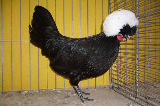 Dutch white-crested chickens