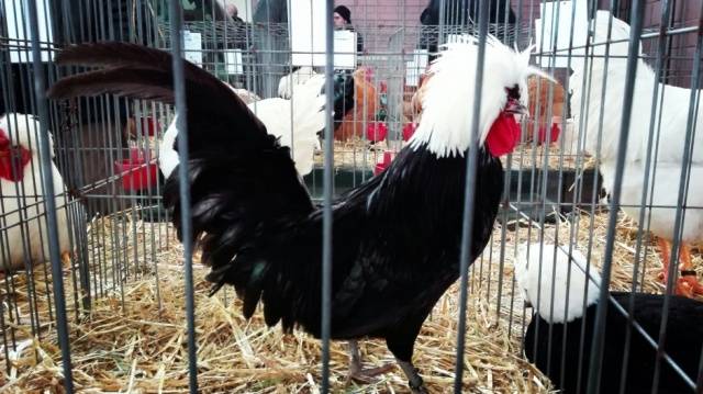 Dutch white-crested chickens