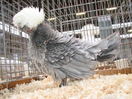 Dutch white-crested chickens