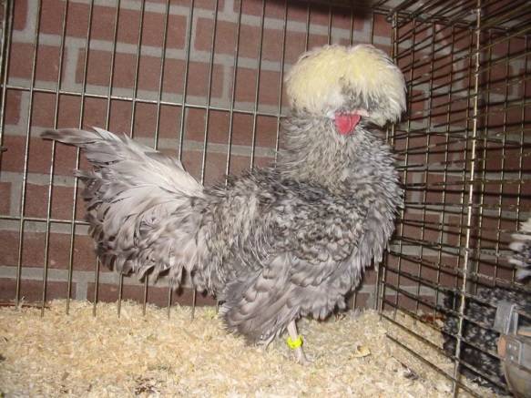 Dutch white-crested chickens