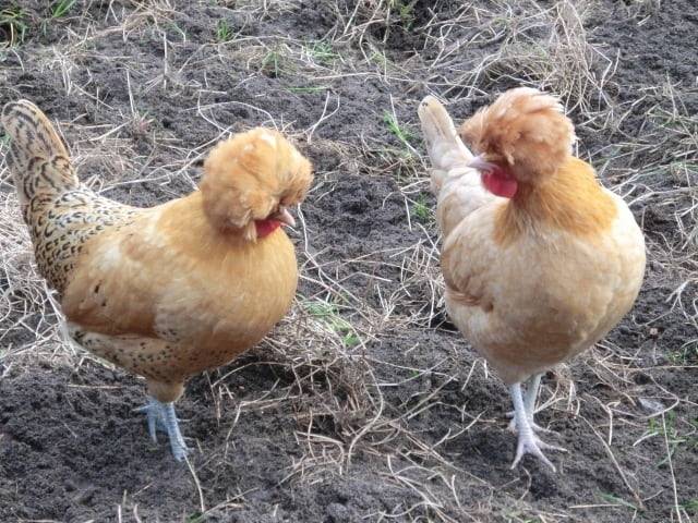 Dutch white-crested chickens