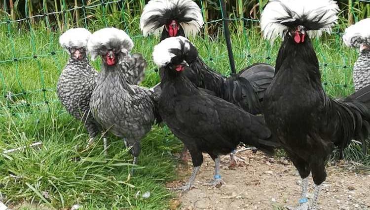 Dutch white-crested chickens