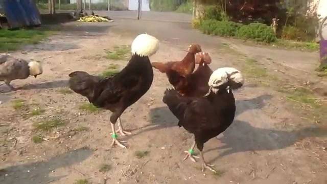 Dutch white-crested chickens