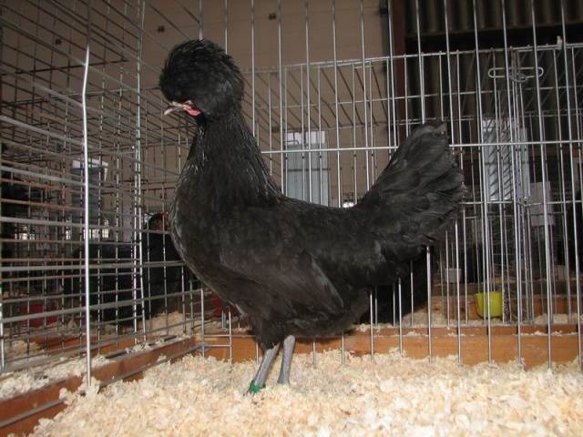 Dutch white-crested chickens