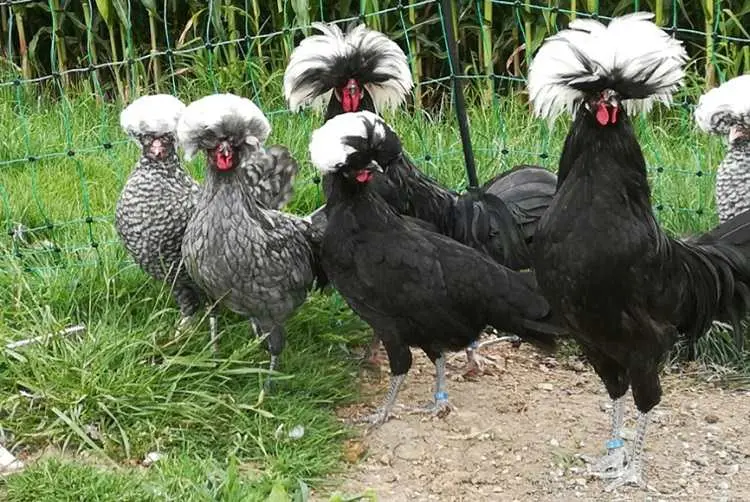 Dutch white-crested chickens