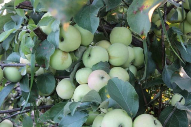 Dwarf apple tree Bratchud (Brother Wonderful): description, planting, photos and reviews