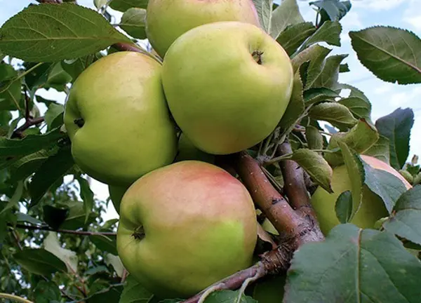 Dwarf apple tree Bratchud (Brother Wonderful): description, planting, photos and reviews