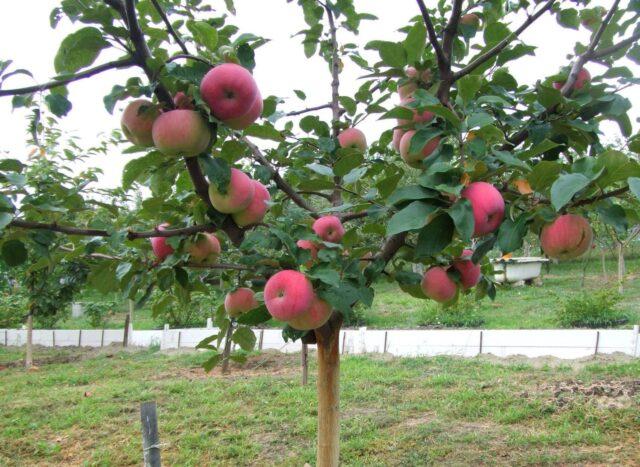 Dwarf apple tree Grounded: variety description, photos, reviews, planting and care