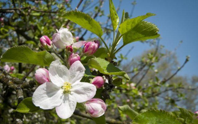 Dwarf apple tree Grounded: variety description, photos, reviews, planting and care