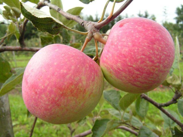 Dwarf apple tree Grounded: variety description, photos, reviews, planting and care