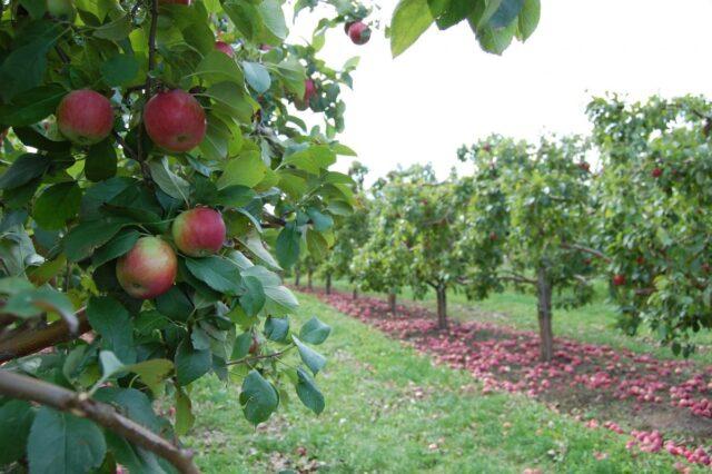 Dwarf apple tree Grounded: variety description, photos, reviews, planting and care