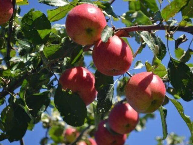 Dwarf apple tree Grounded: variety description, photos, reviews, planting and care