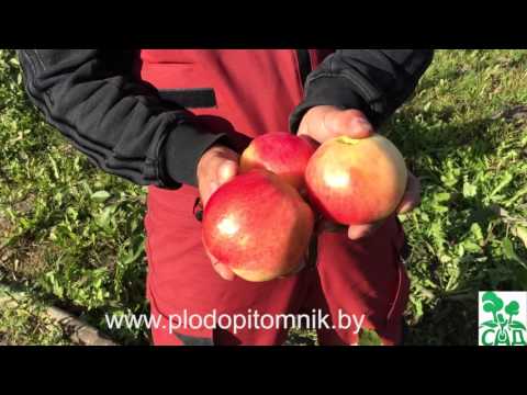 Dwarf apple tree Sokolovskoe: description, care, photos and reviews