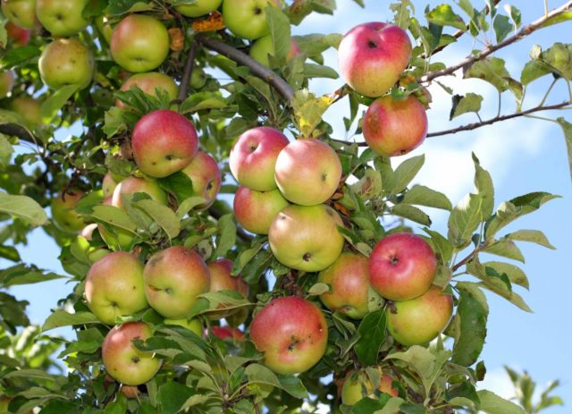 Dwarf apple tree Sokolovskoe: description, care, photos and reviews