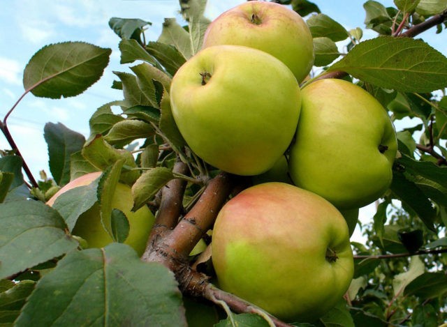 Dwarf apple tree Sokolovskoe: description, care, photos and reviews