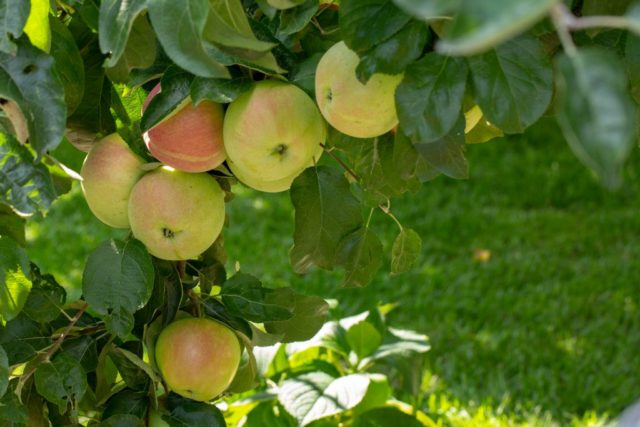 Dwarf apple tree Sokolovskoe: description, care, photos and reviews