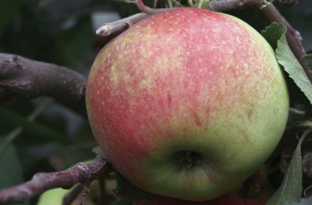 Dwarf apple tree Sokolovskoe: description, care, photos and reviews