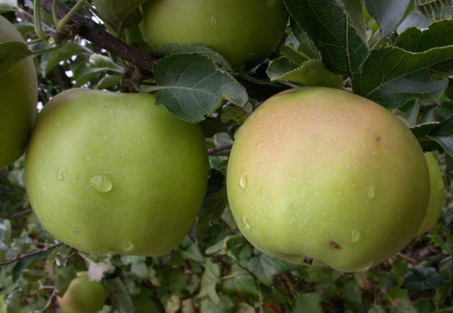 Dwarf apple tree Sokolovskoe: description, care, photos and reviews