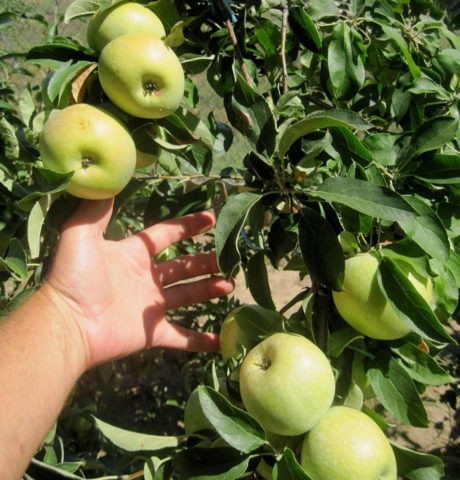 Dwarf apple tree Sokolovskoe: description, care, photos and reviews