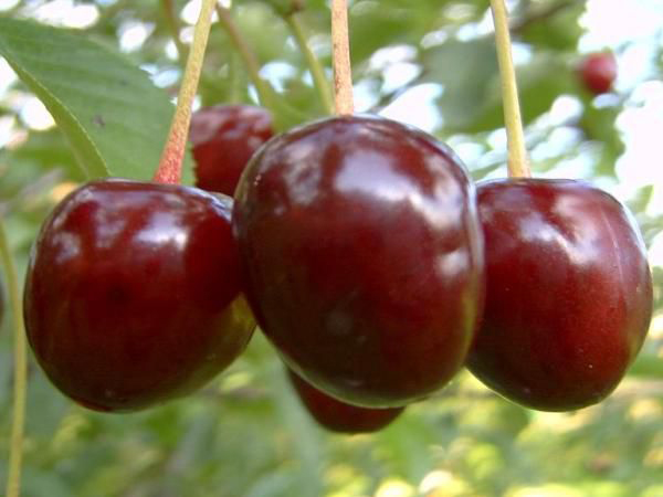 Dwarf cherry - varieties with photos