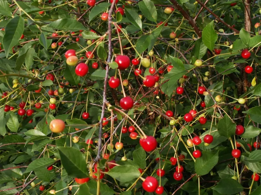 Dwarf cherry - varieties with photos