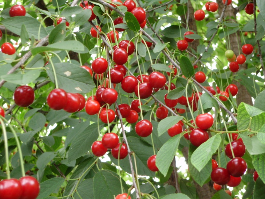 Dwarf cherry – varieties with photos – Healthy Food Near Me