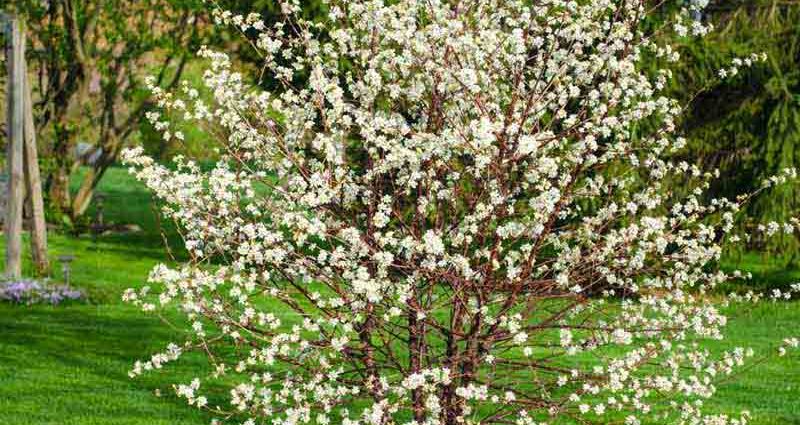 Dwarf cherry &#8211; varieties with photos