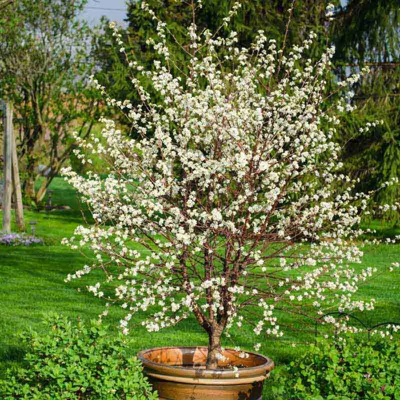 Dwarf cherry &#8211; varieties with photos