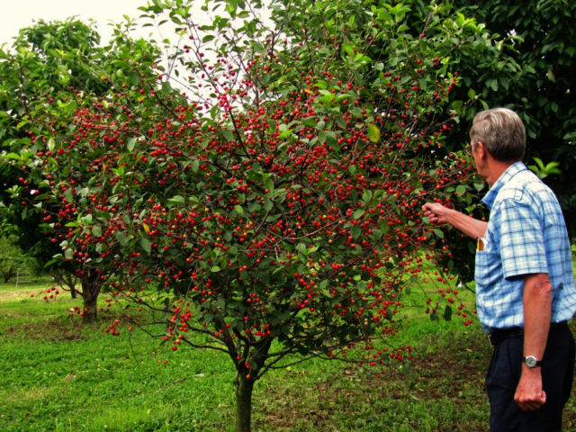 Dwarf cherry Winter pomegranate: variety description, reviews, photos