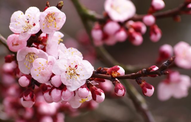 Dwarf cherry Winter pomegranate: variety description, reviews, photos