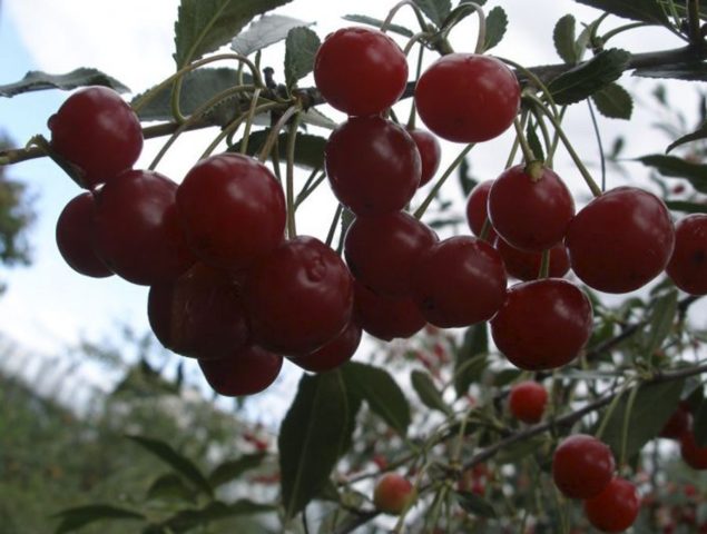 Dwarf cherry Winter pomegranate: variety description, reviews, photos