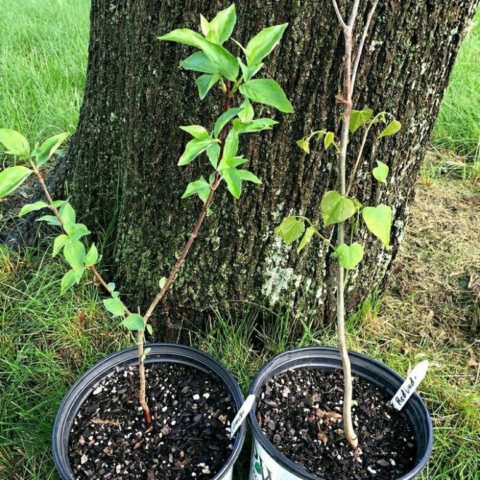 Dwarf cherry Winter pomegranate: variety description, reviews, photos