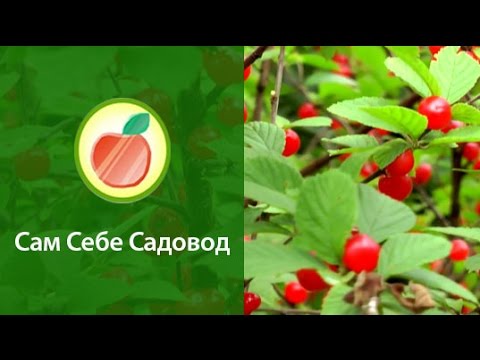 Dwarf cherry Winter pomegranate: variety description, reviews, photos