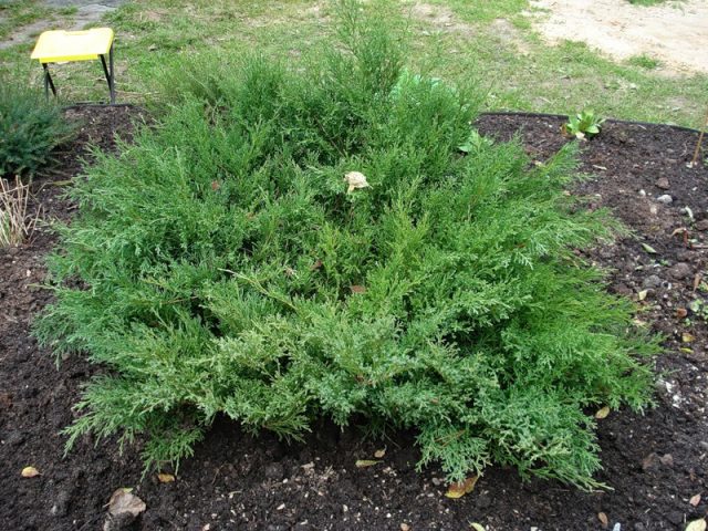 Dwarf conifers